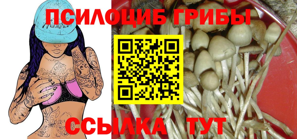 магазин    Вход с VPN  Прокопьевск  Псилоцибиновые грибы Psilocybine cubensis 