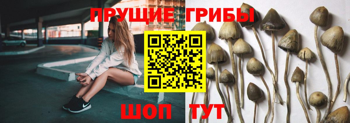 Псилоцибиновые грибы Psilocybe Прокопьевск